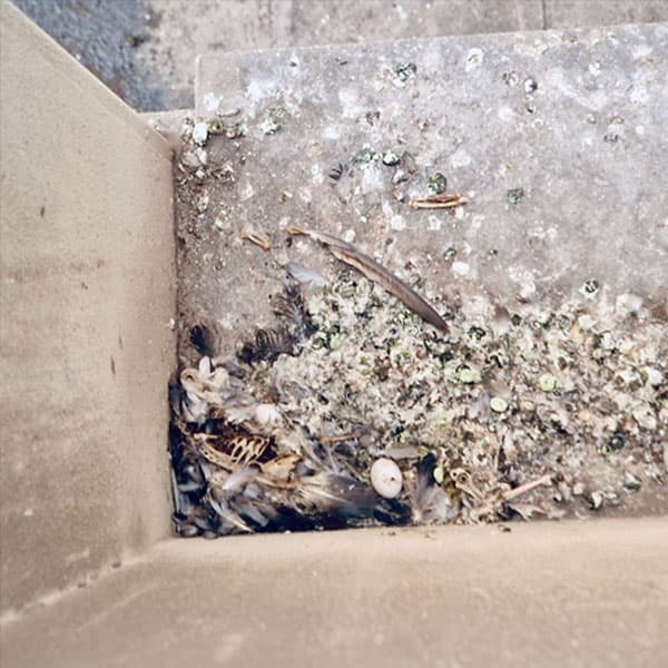 Disease Transmission