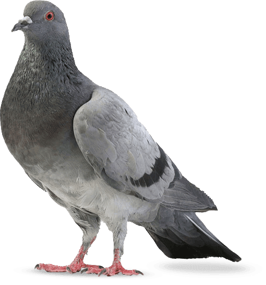 Feral pigeon, the number-one commercial and industrial pest bird